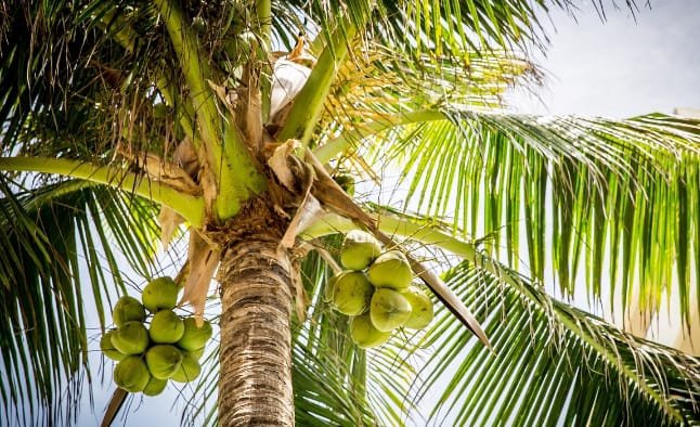 Manfaat minum air kelapa saat bulan Ramadhan.