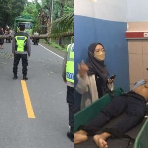 Pohon kelapa tumbang, menimpa pengendara motor di Lombok Utara.