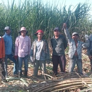 Ditetapkan sebagai Kawasan Tebu Nasional, petani di Kabupaten Dompu Nusa Tenggara Barat (NTB) kini bersemangat.