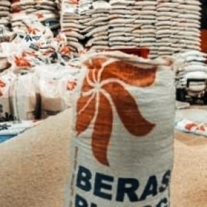 Mulai Panen Raya, Bulog Cabang Lombok Timur Targetkan Serap 15 Ribu Ton Gabah dari Petani