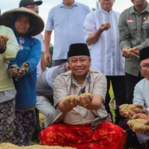 PJ Gubernur NTB Lalu Gita Ariadi mengikuti panen raya padi di Desa Montong Baan (Instagram/@biroadpimntb)